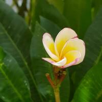 Cute and colorful flowers with green leaves in a tropical country. photo