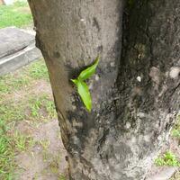 Green leaves in a tropical country under the hot sun. photo