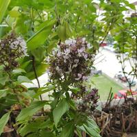 Cute and colorful flowers with green leaves in a tropical country. photo