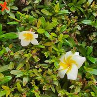 linda y vistoso flores con verde hojas en un tropical país. foto
