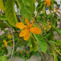 Cute and colorful flowers with green leaves in a tropical country. photo