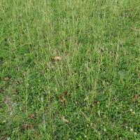 Grass on the meadow in a tropical country during the summer season under the hot sun. photo