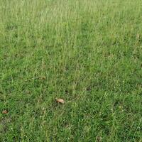 Grass on the meadow in a tropical country during the summer season under the hot sun. photo