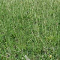 Grass on the meadow in a tropical country during the summer season under the hot sun. photo