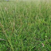 Grass on the meadow in a tropical country during the summer season under the hot sun. photo