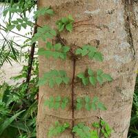 un pequeño planta con verde hojas en un tropical país. foto