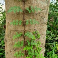 un pequeño planta con verde hojas en un tropical país. foto