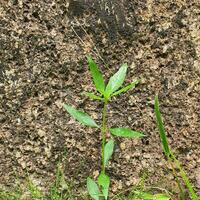 a small plant with green leaves in a tropical country. photo