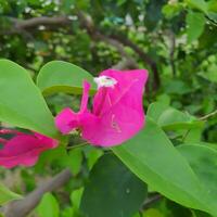 Cute and colorful flower with green leaves in a tropical country. photo