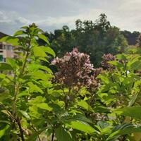 nubes detrás flores con verde hojas en un tropical país. foto