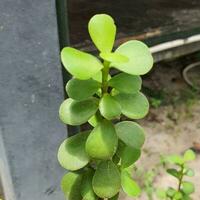 a small plant with green leaves in a tropical country. photo