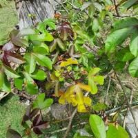 a small plant with green leaves in a tropical country. photo