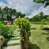 Clouds behind flowers with green leaves in a tropical country. photo