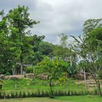 Clouds behind flowers with green leaves in a tropical country. photo