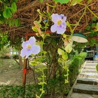 Small flowers and green leaves in tropical countries photo