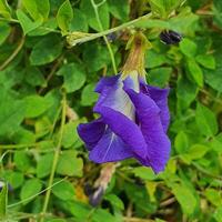 pequeño flores y verde hojas en tropical países foto