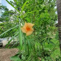 pequeño flores y verde hojas en tropical países foto