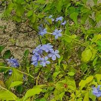 Small flowers and green leaves in tropical countries photo