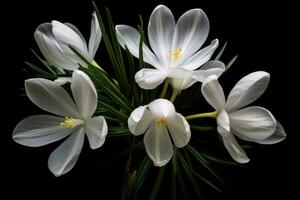 Close-up of white crocus flowers photo