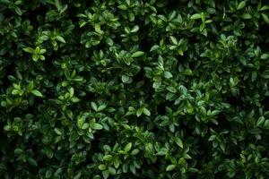 Shot of natural green wall made of leaves photo