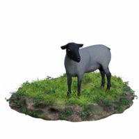 Sheep isolated 3d png