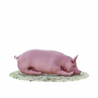 maiale isolato 3d png