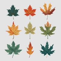 leaves set with different color and different shape vector illustration