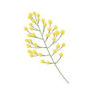 Vector hand drawn mimosa plant illustration