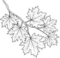 Botanic leaf vector illustration autumn falling leaves sketch hand drawing, isolated image coloring page, and book, engraved ink art. Autumn falling is beautiful vector art, a coloring book