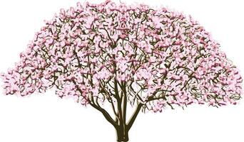 magnolia árbol floreciente vector color ilustración