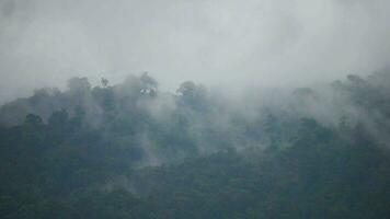 nebelig Wald beim Sonnenaufgang, Regenwald Morgen Nebel, Morgen Nebel im dicht tropisch Regenwald, Morgen Nebel und Berg video