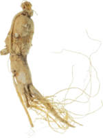 ginseng Couper en dehors sur transparent Contexte. png