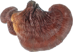 reishi mushroom cut out on transparent background. png