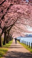 Expansive springtime park scene filled with blooming cherry blossoms and health-conscious individuals photo