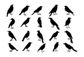 crows  set  ,hand drawn silhouette. vector