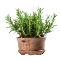 AI Generative rosemary plants, purple flowers in pots, transparent background png