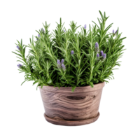 AI Generative rosemary plants, purple flowers in pots, transparent background png