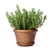 AI Generative rosemary plants, purple flowers in pots, transparent background png