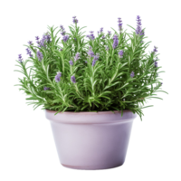 ai generativo Romero plantas, púrpura flores en ollas, transparente antecedentes png