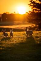 A family of wild rabbits enjoying the golden-hour view in a grassy field photo