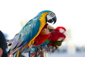 Close up of colorful scarlet Blue and gold macaw parrot pet perch on roost branch with blue clear sky background photo