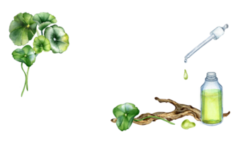 baner av centella Asiatica, grundläggande oljor, trä- gren vattenfärg illustration. pennywort, har dig kola ört- växter, cola, drivved hand ritade. design element för paket, märka. png