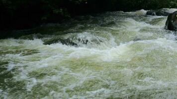 stream in the middle of a pine forest video