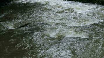 stream in the middle of a pine forest video