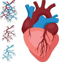 el humano cardiovascular sistema para estudiar en médico instituciones para cirujanos y otro cardiología doctores aislado en blanco antecedentes vector