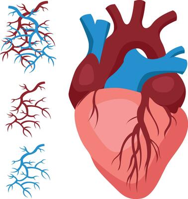 The human cardiovascular system for study in medical institutions for surgeons and other cardiology doctors isolated on white background