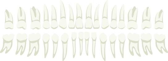 Collection of human teeth medical elements isolated on white background vector