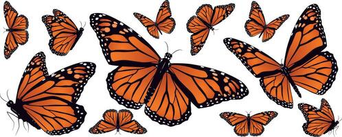 conjunto de hermosa naranja monarca mariposa en diferente poses aislado en blanco antecedentes vector