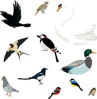 Set of birds isolated on white background vector