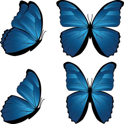 Set of blue butterfly Morpho didius